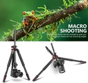 EEWER 79 inch Camera Tripod Monopod Aluminum with 360° Rotatable Center Column and Arca Type QR Plate Ball Head, Bag for DSLR Camera Video Camcorder Travel and Work, Load up to 33 pounds (10097262)